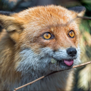 HornyFoxLair