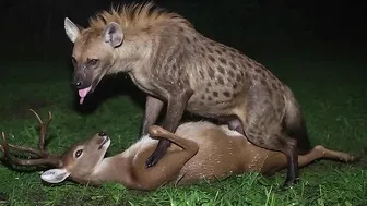 hyena fucking deer