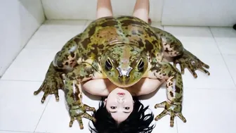 frog mania