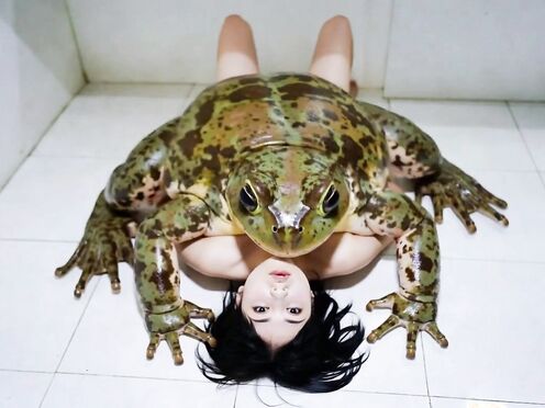 frog mania